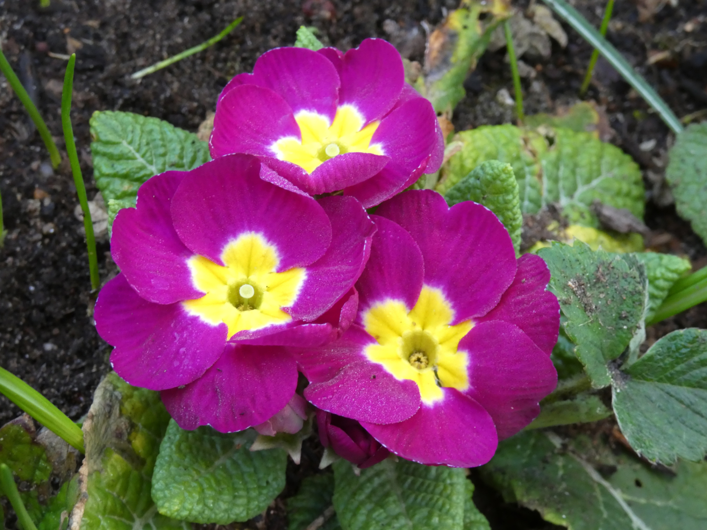 Primula 1