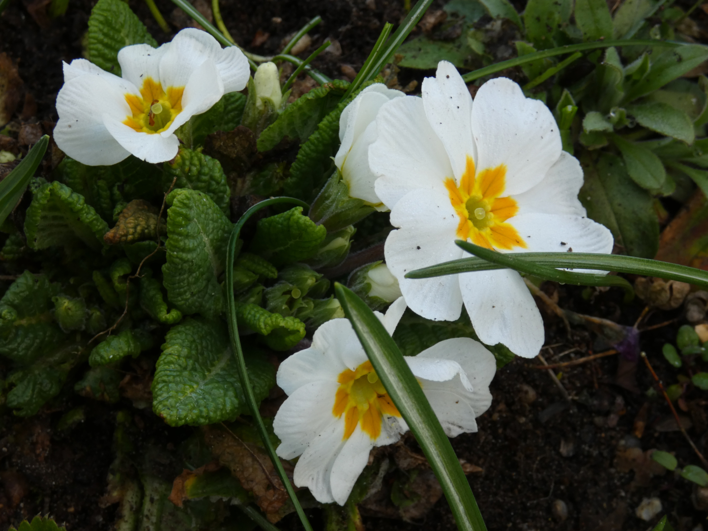 Primula 2
