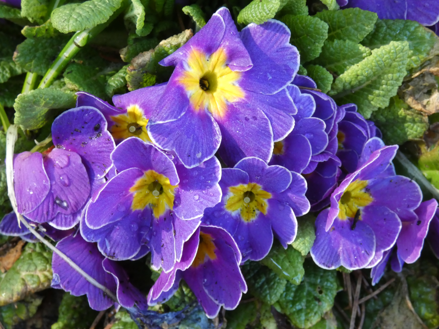 primula 3