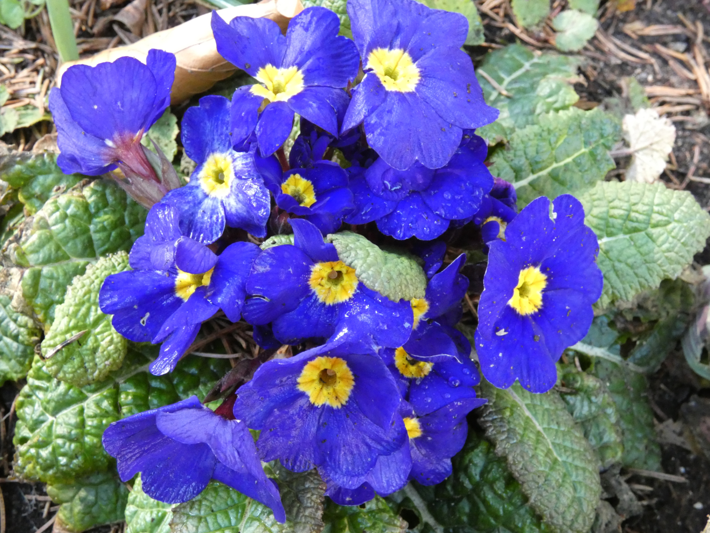 primula 4