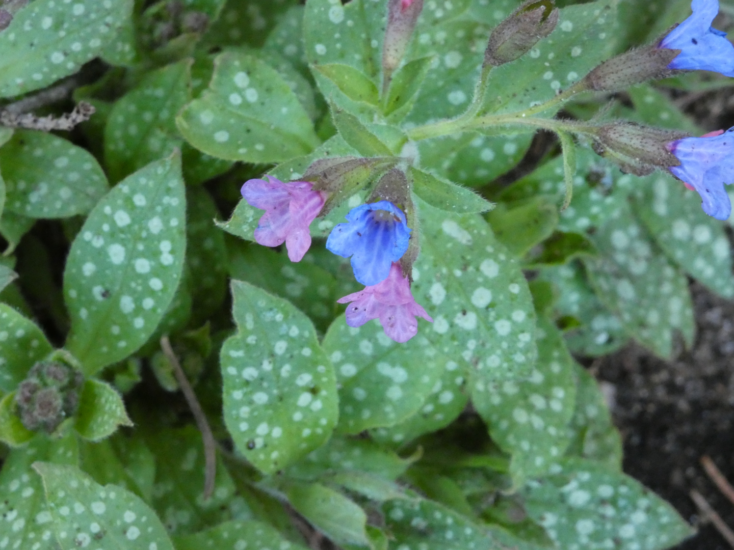 Lungenkraut (Pulmonaria)
