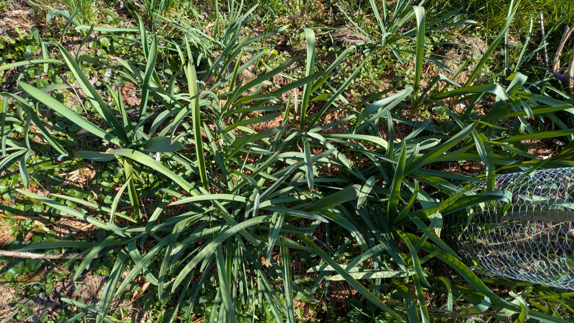 AlliumLebenderMulch