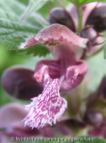 Lamium orvala