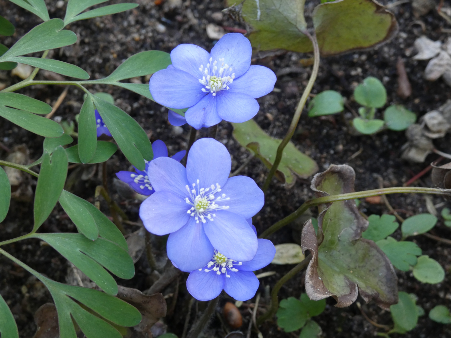Leberblümchen ( Hepatica)