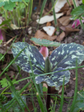 P4040566