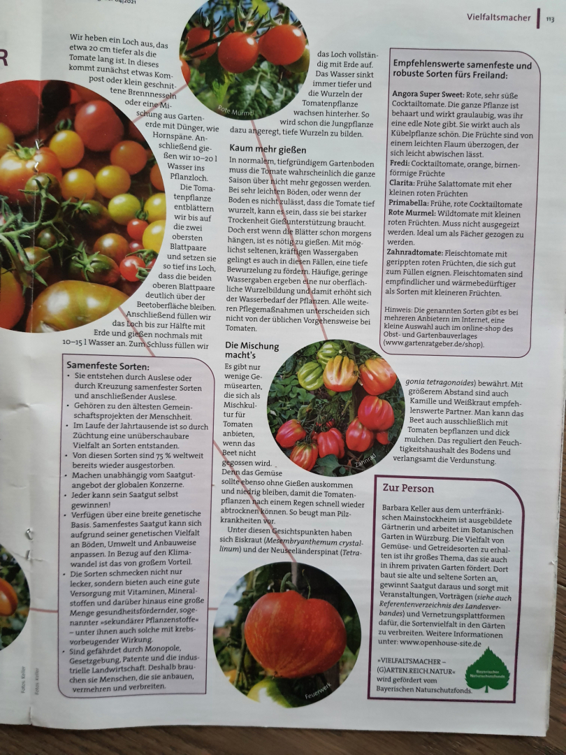 Tomate2