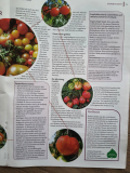 Tomate2