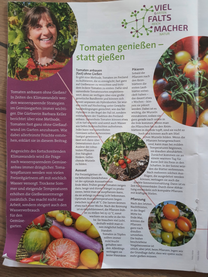 Tomate1