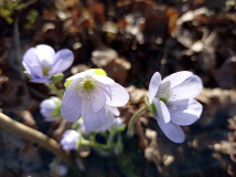 IMG_20250406_144521