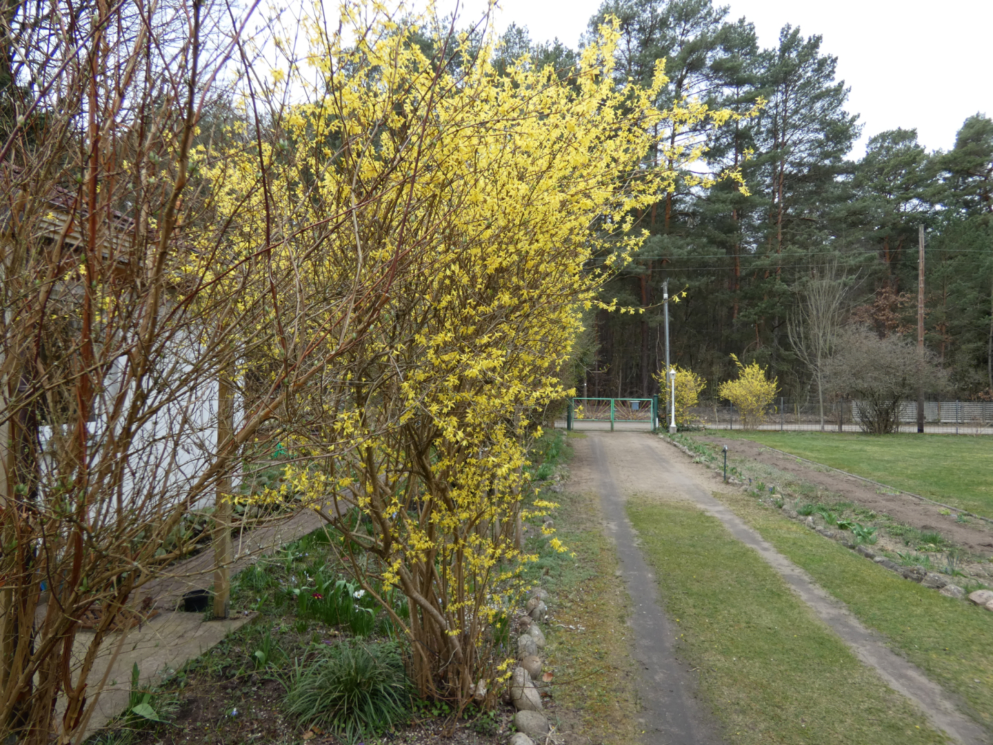 Forsythie