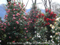 Kamelienimpression Tessin 2007