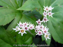 Mukdenia rossii