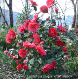 Camellia 'Royalty'