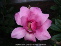 Magnolia 'Vulcan'