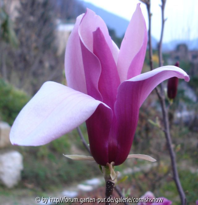 Magnolia lilliflora