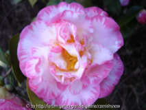 japonica 'Margeret Davis'