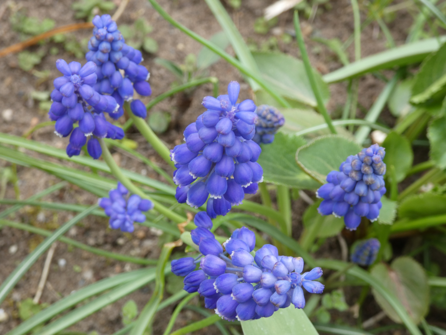 Traubenhyazinthen (Muscari)