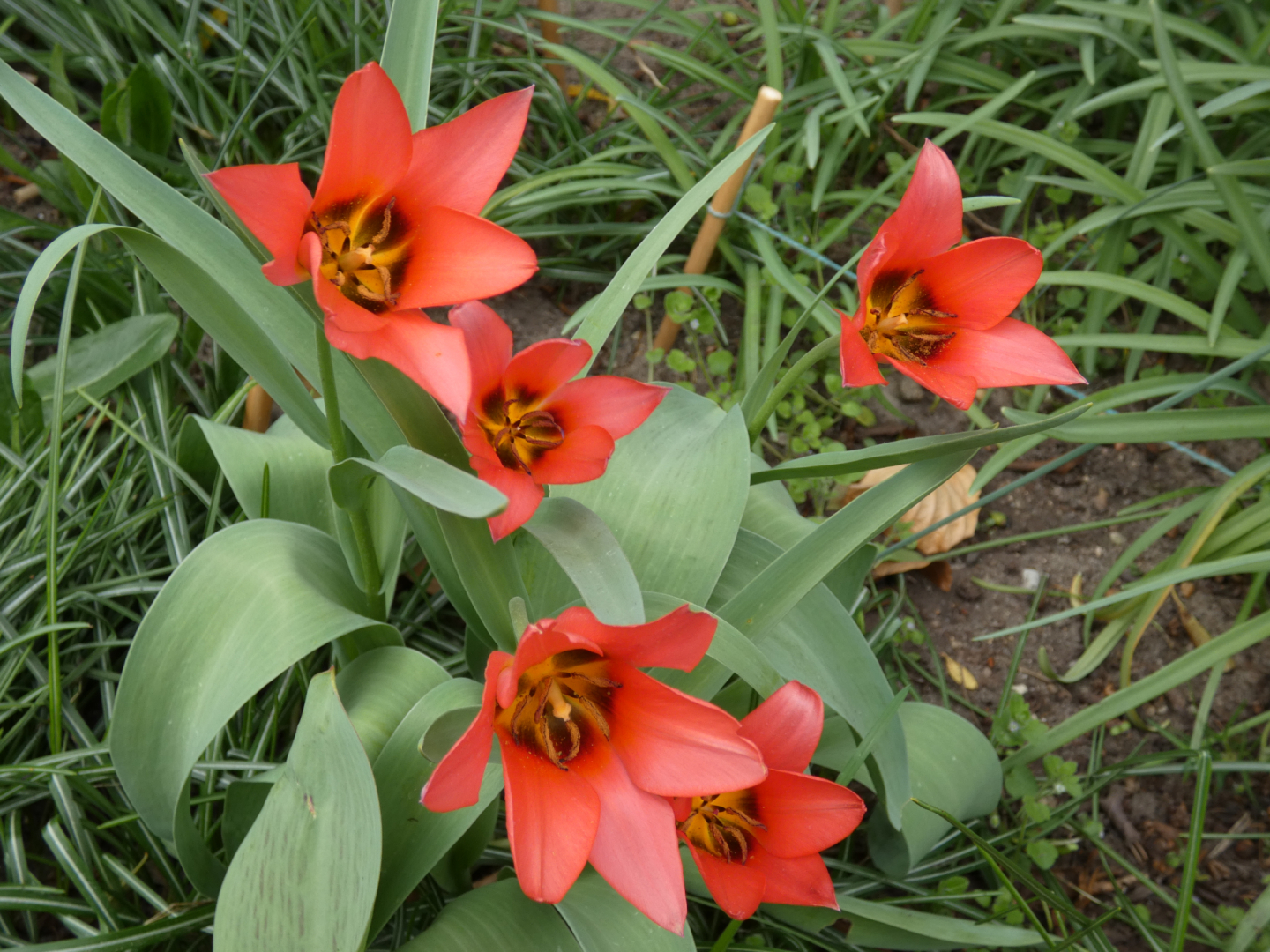 Tulpe