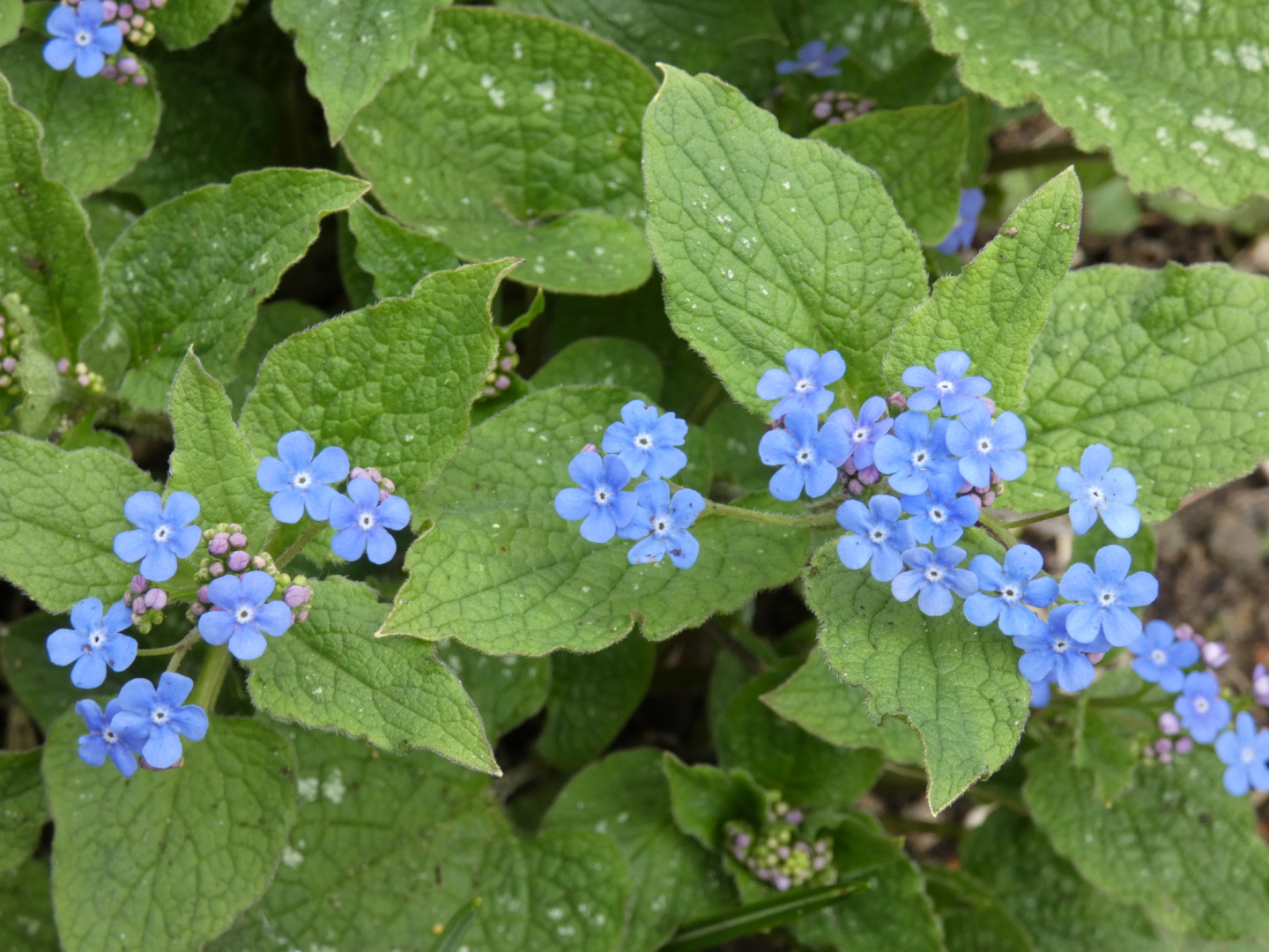Gedenkemein (Omphalodes verna)