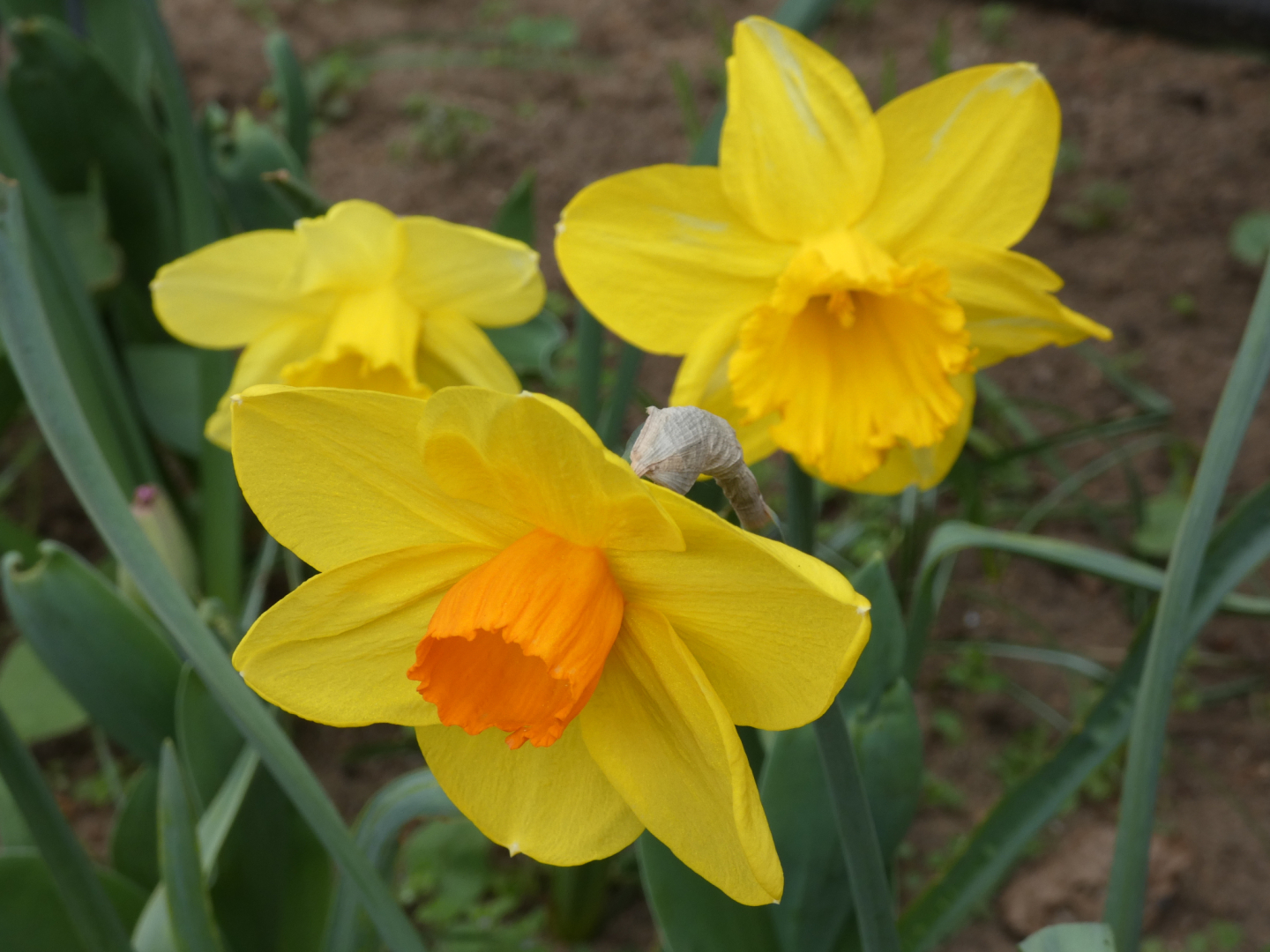 Gelbe Narzisse (Narcissus pseudonarcissus)