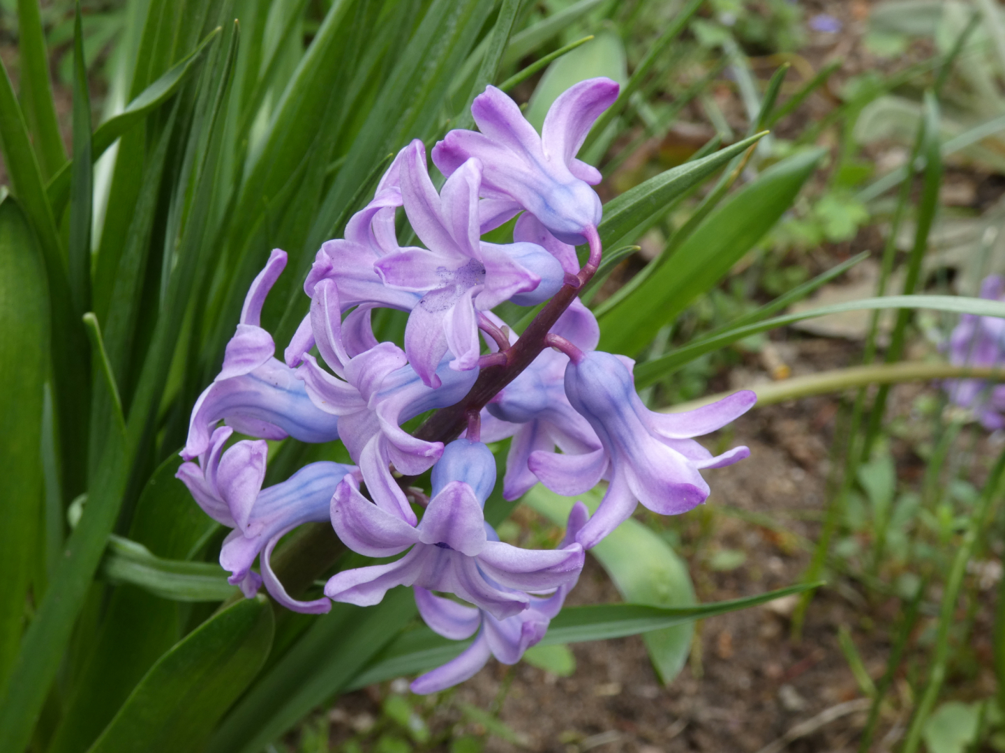 Hyazinthen (Hyacinthus)