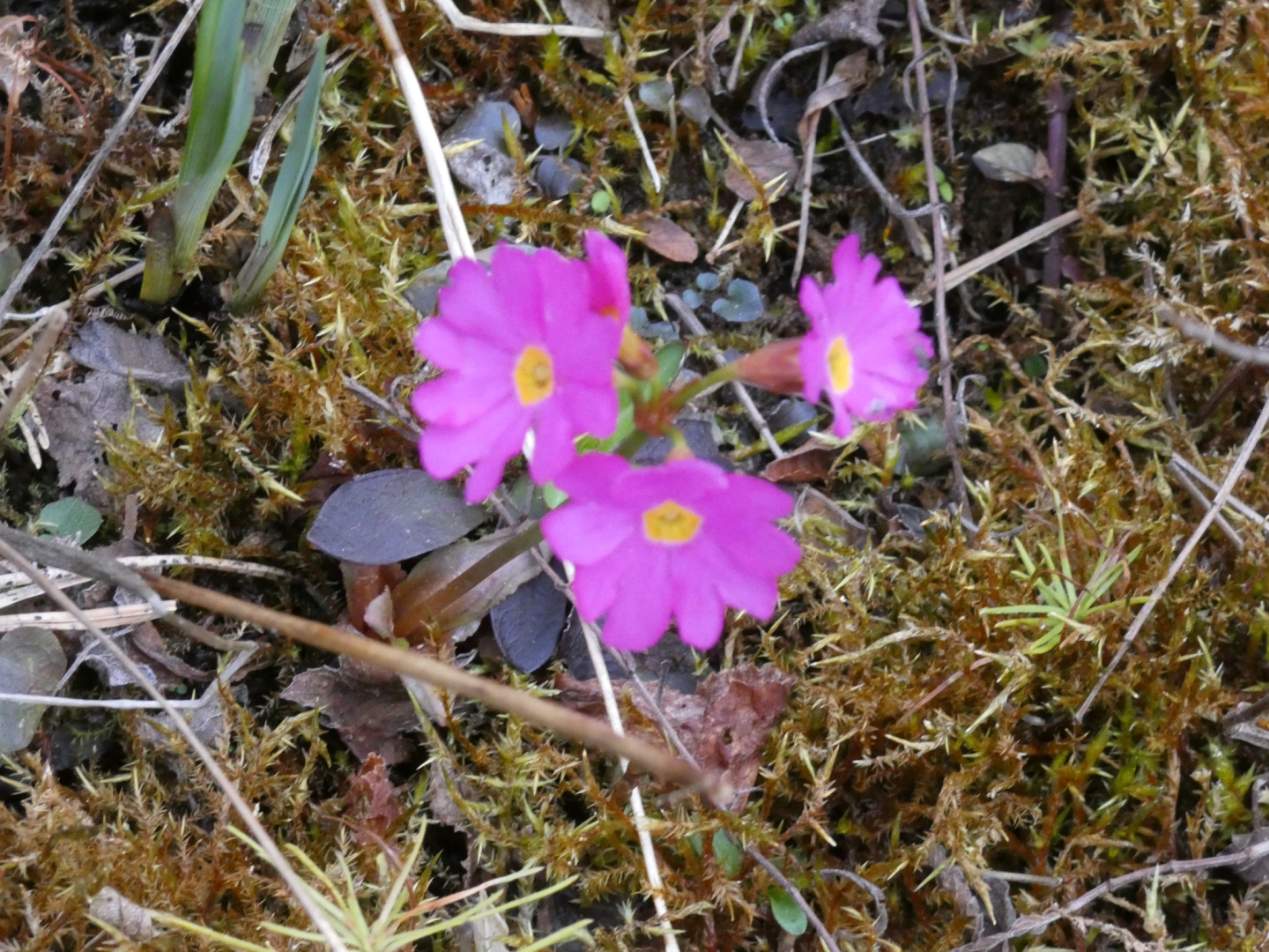 Rosenprimel
