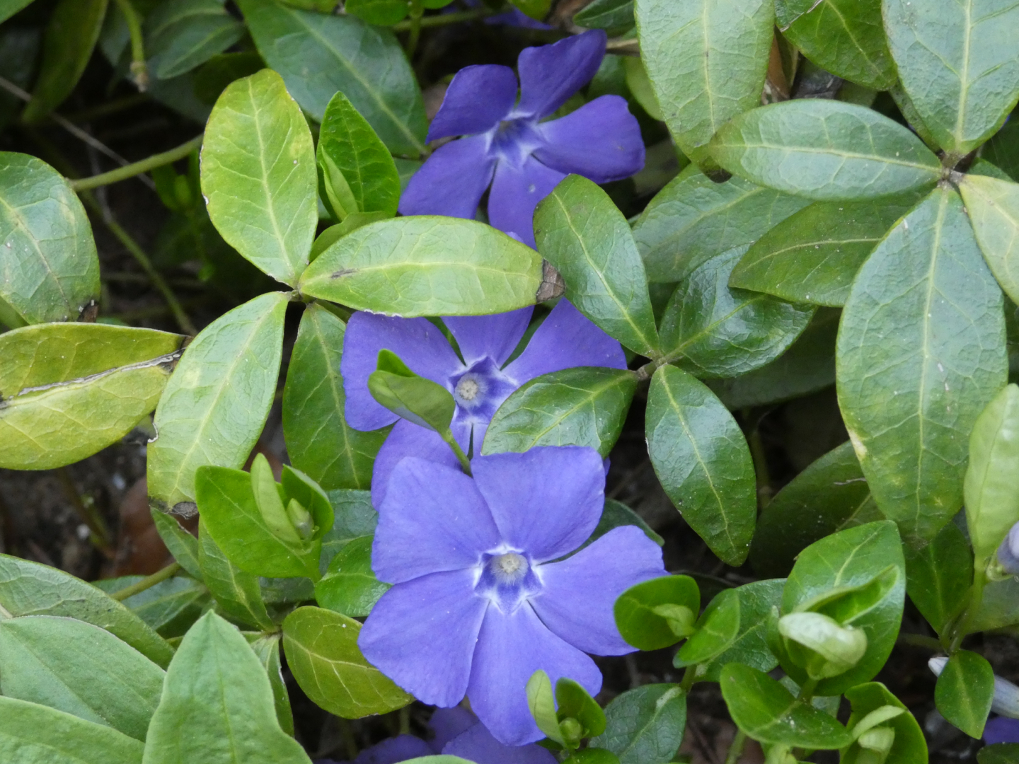 Immergrün (Vinca)
