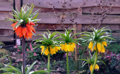 Fritillaria 2024