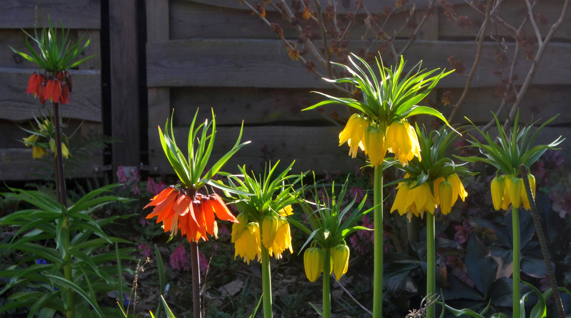 Fritillaria 2025