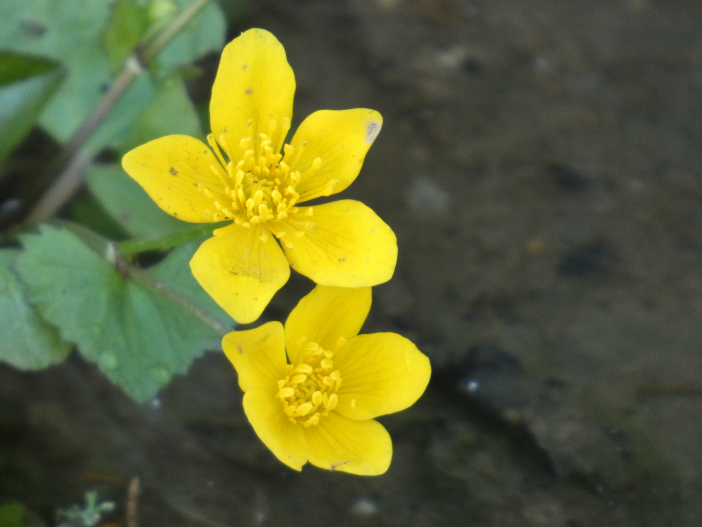 Sumpfdotterblume (Caltha palustris)