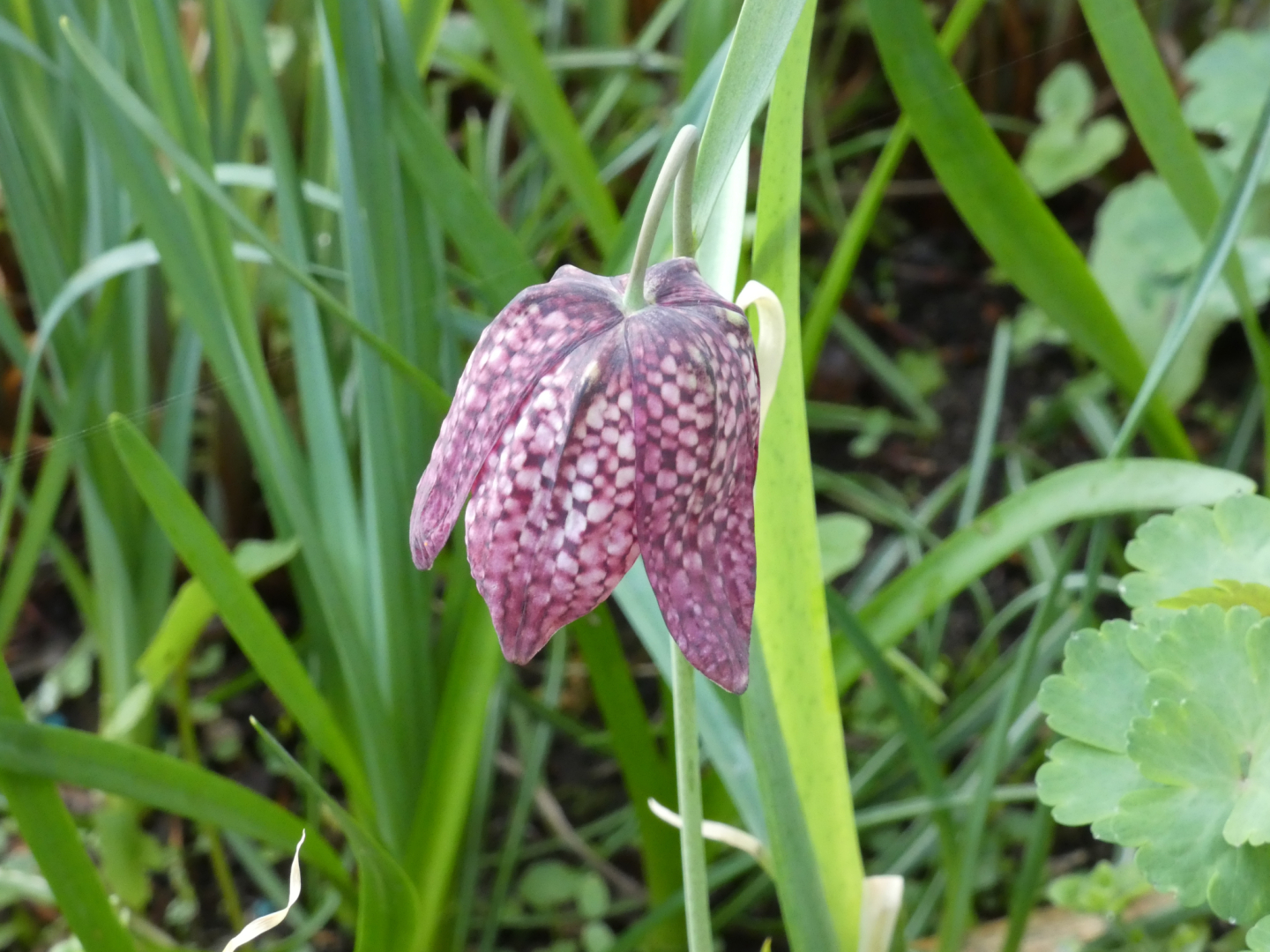 Schachblume (Fritillaria meleagris)