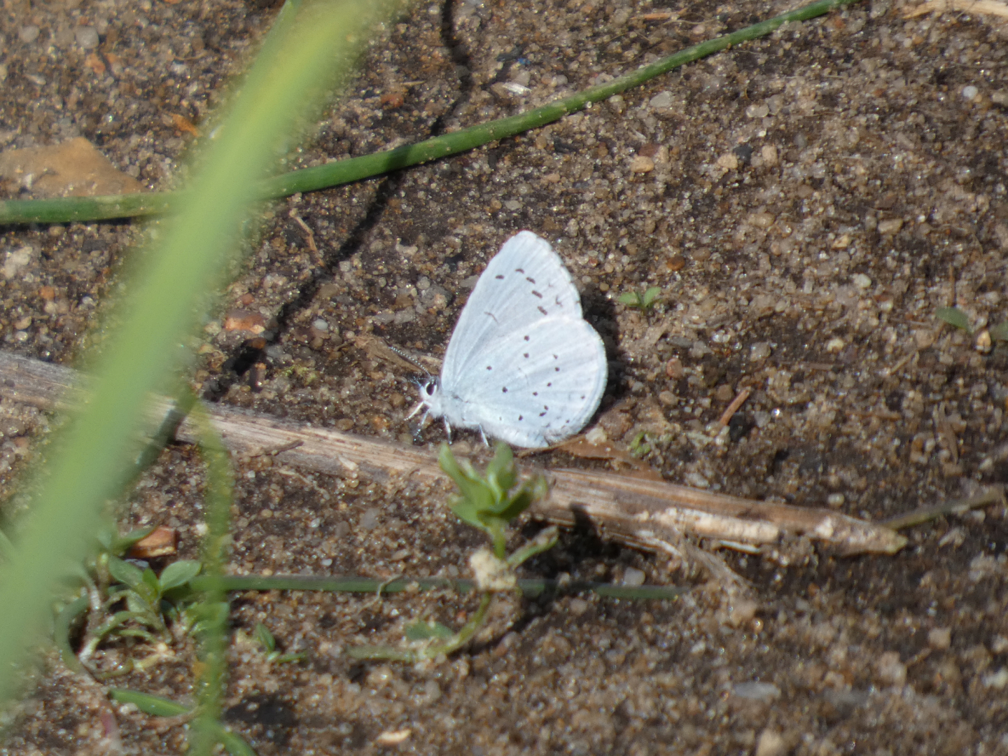Bläulinge (Lycaenidae)