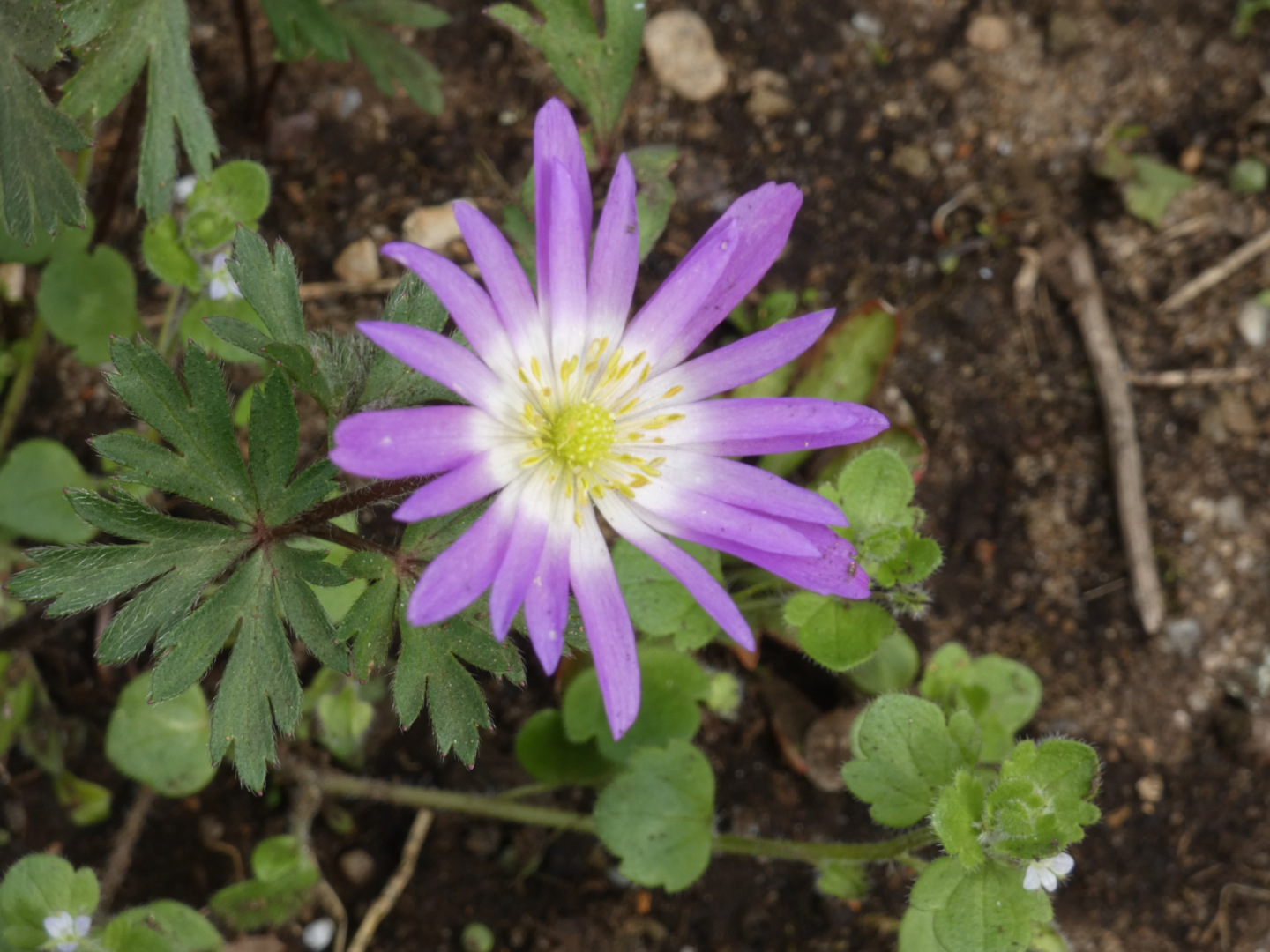 Anemone `Charmer´