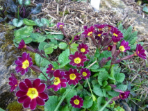 RIMG0038-001