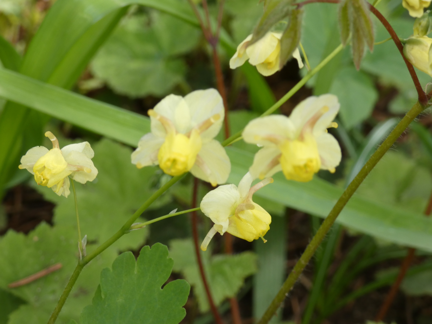 Elfenblume    Epimedium x versicolor 'Sulphureum'