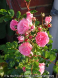 Maid of Kent