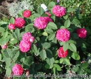 Rose de Resht 1. Jahr