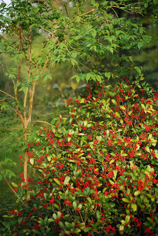 04_25_05_Skimmia