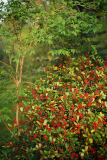 04_25_05_Skimmia