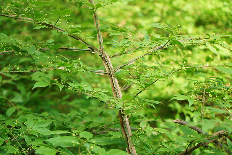 04_25_08_Euonymus