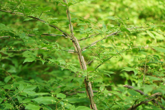 04_25_08_Euonymus