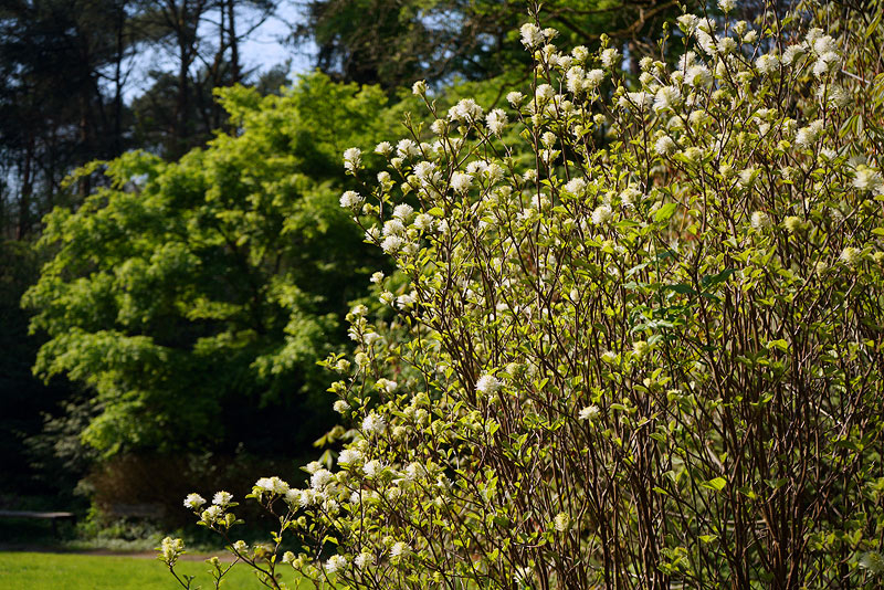 04_25_09_Fothergilla