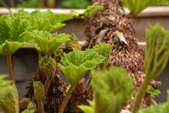 04_25_10_Gunnera