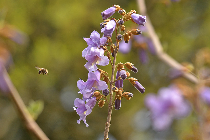 04_25_11_Paulownia