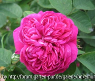 Rose de Resht Blüte