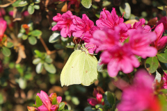 04_25_16_RhodoPinkFalter