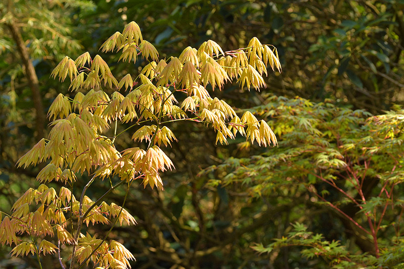 04_25_22_Acers
