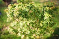 04_25_25_AcerKoto