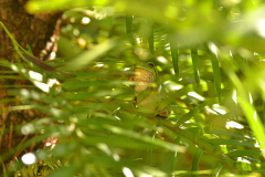 04_25_30_Laubfrosch1