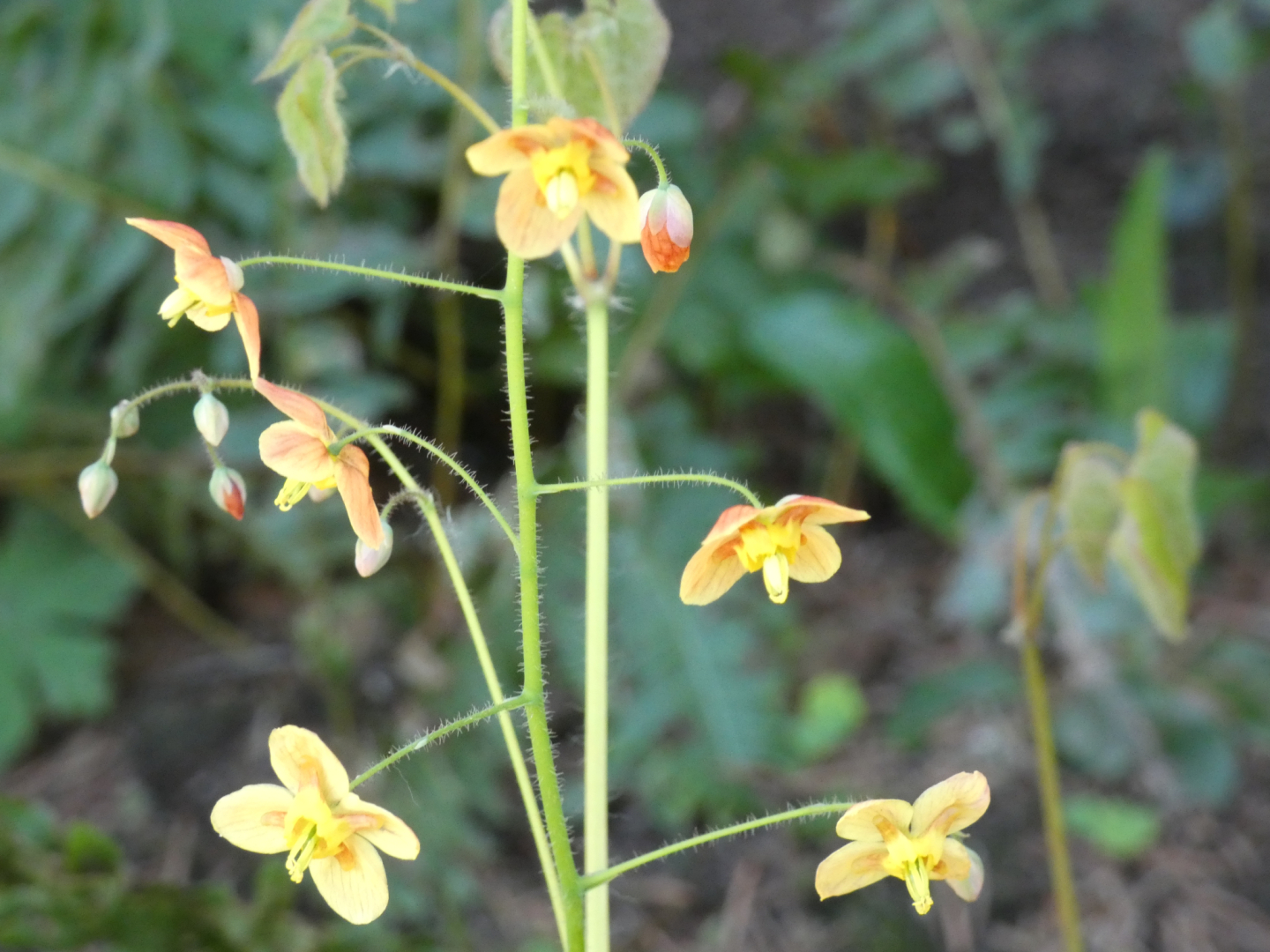 Elfenblume    Epimedium Orangekönigin